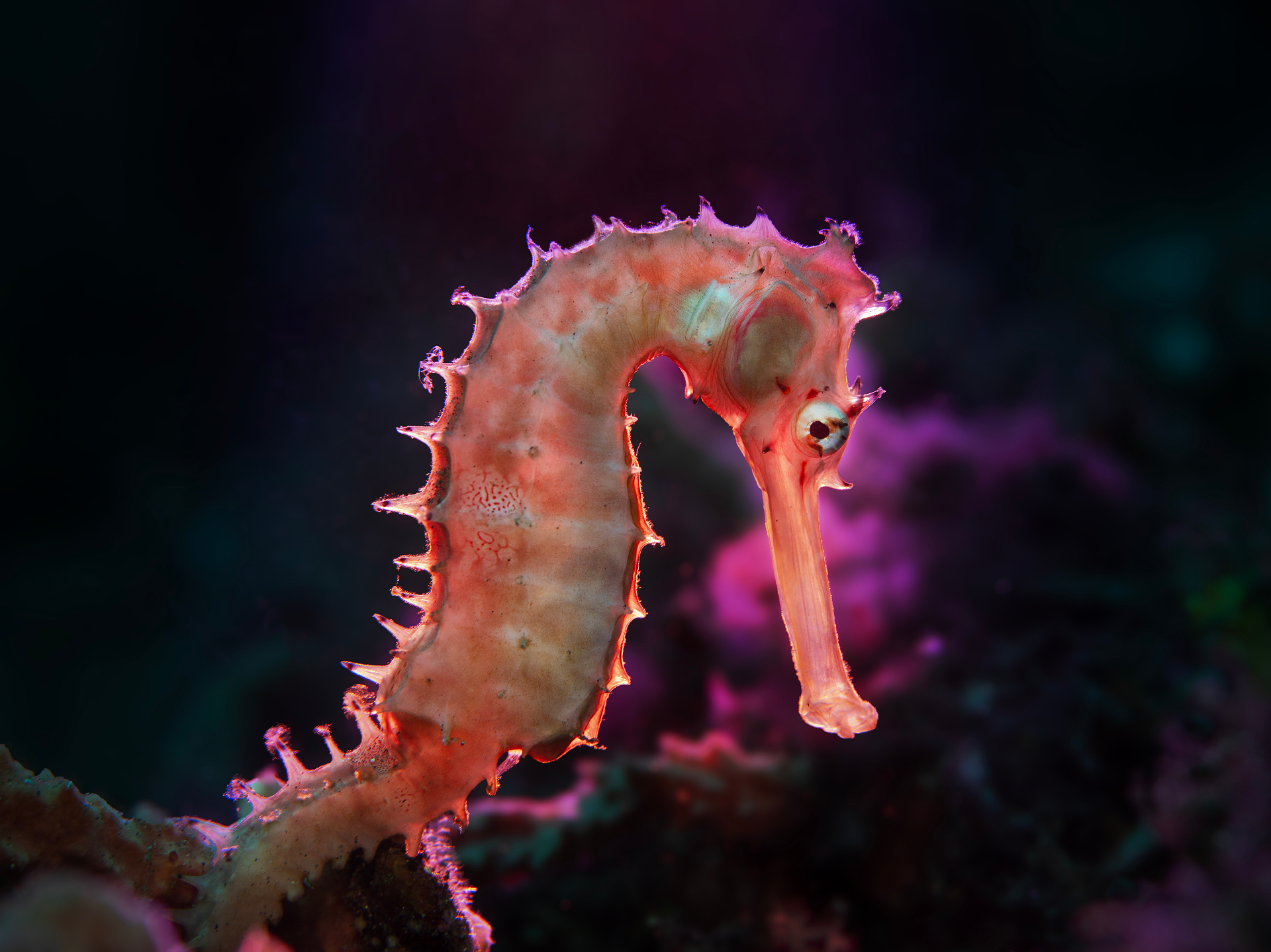 Seahorse — vinnarbild 2025, foto Anna Skeppstedt
